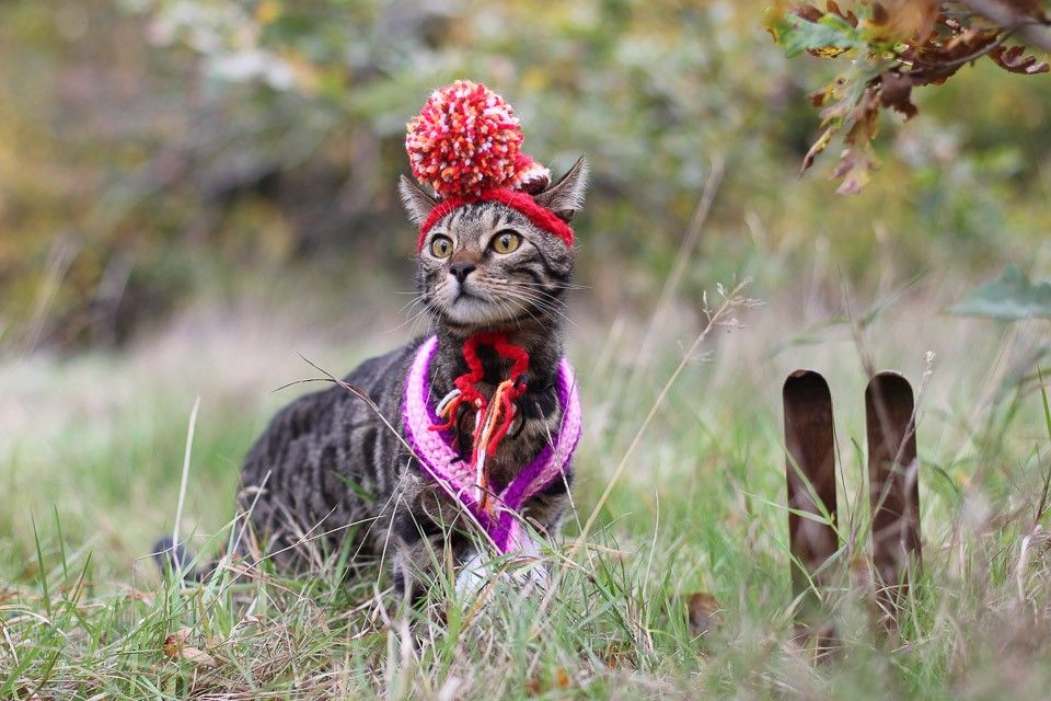 Cats that dream of ski holidays in Isere